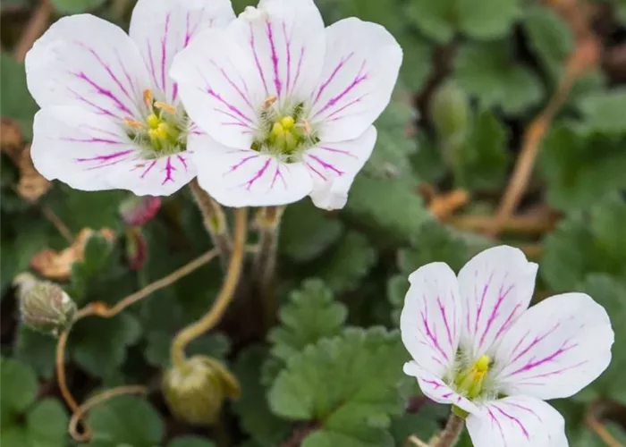 Erodium x variabile 'Bishop White'  Erodium x variabile 'Bishop White'