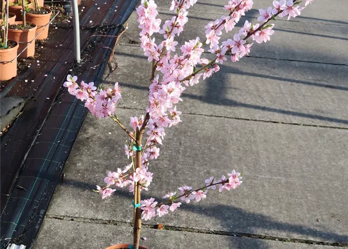 Pfirsich 'Ice Peach'® Pfirsich 'Ice Peach'®