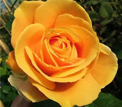 Edelrose 'Candlelight'® Edelrose 'Candlelight'®