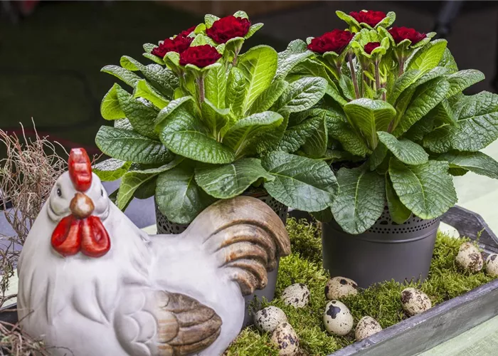 Primel BELARINA 'Valentine'