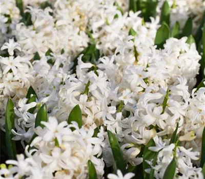 Hyazinthe 'White Pearl' Hyazinthe 'White Pearl'