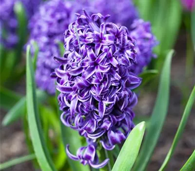 Hyazinthe Hyazinthe