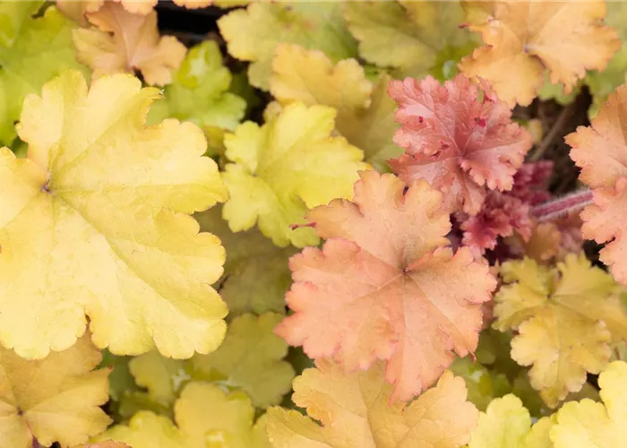 Purpurglöckchen Purpurglöckchen