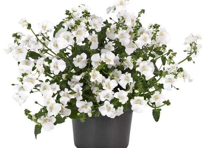 Elfensporn Elfensporn