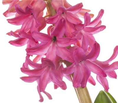 Hyazinthe 'Jan Bos' Hyazinthe 'Jan Bos'