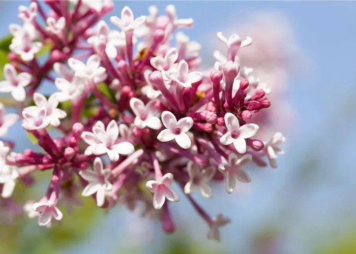 Syringa 'Redwine' Syringa 'Redwine'