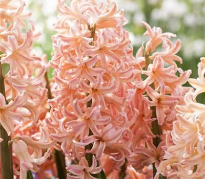 Hyazinthe 'Pink Pearl' Hyazinthe 'Pink Pearl'