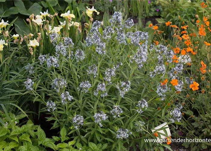 Prachtvoller Röhrenstern