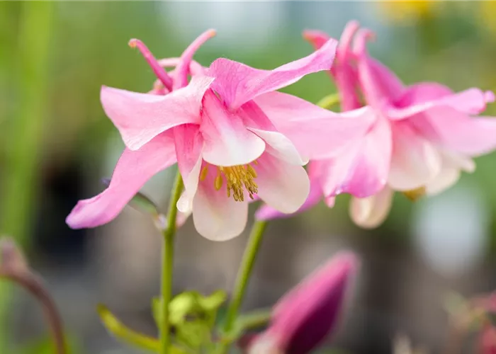 Akelei 'Spring Magic® Rose & White' Akelei 'Spring Magic® Rose & White'