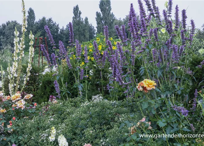 Garten-Duftnessel 'Serpentine' Garten-Duftnessel 'Serpentine'