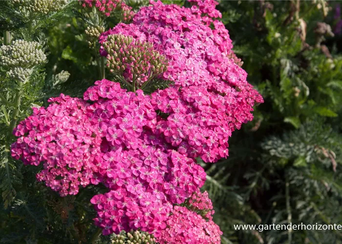 Schafgarbe 'Saucy Seduction' Schafgarbe 'Saucy Seduction'