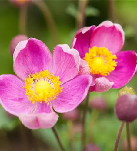 China-Herbst-Anemone 'Praecox' China-Herbst-Anemone 'Praecox'