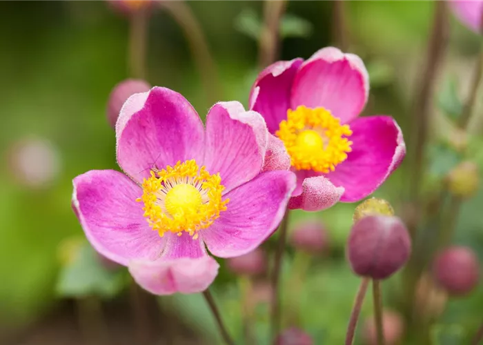 China-Herbst-Anemone 'Praecox' China-Herbst-Anemone 'Praecox'