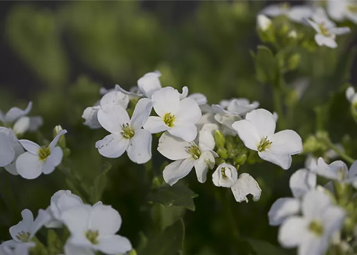 Garten-Gänsekresse 'Snowfix'