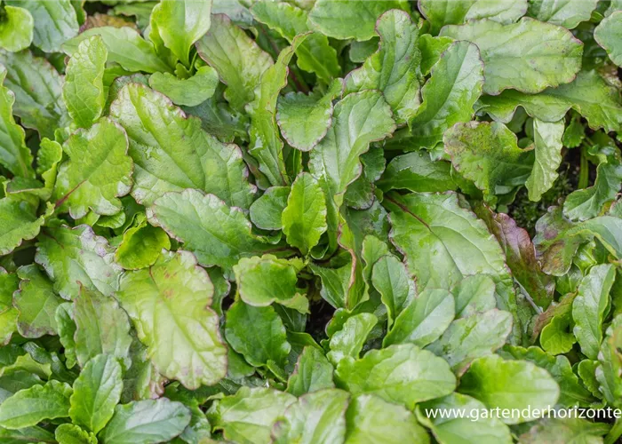 Kriechender Günsel Kriechender Günsel