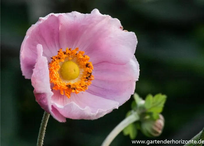 Garten-Herbst-Anemone 'September Charm' Garten-Herbst-Anemone 'September Charm'