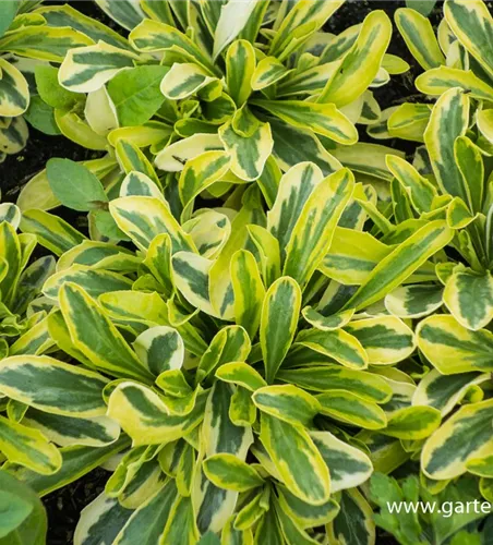 Kleine Garten-Gänsekresse 'Old Gold' Kleine Garten-Gänsekresse 'Old Gold'