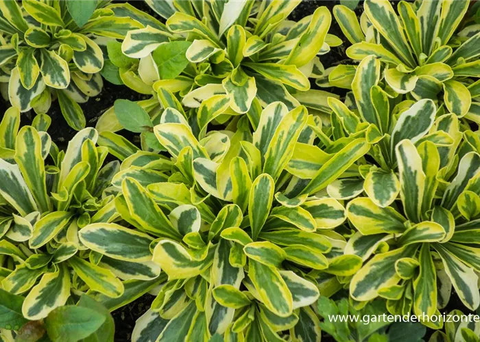 Kleine Garten-Gänsekresse 'Old Gold'