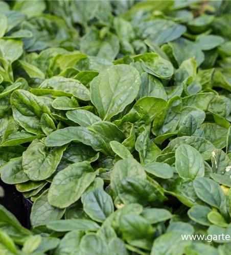 Weißblühender Garten-Günsel 'Alba' Weißblühender Garten-Günsel 'Alba'