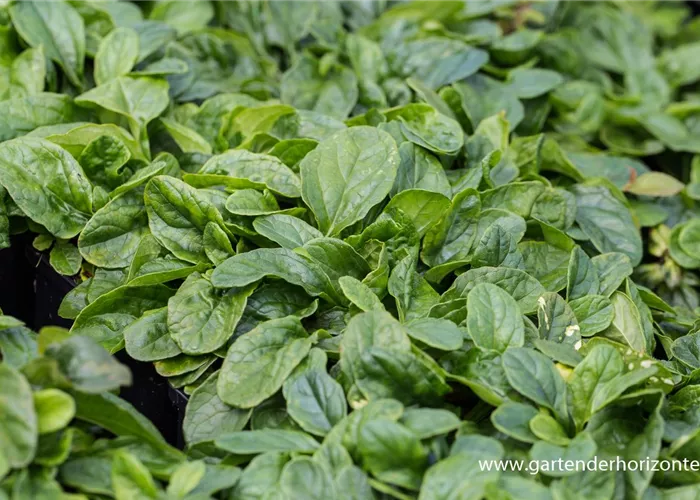 Weißblühender Garten-Günsel 'Alba' Weißblühender Garten-Günsel 'Alba'