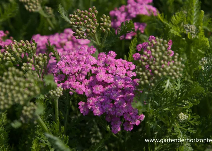 Schafgarbe 'Pink Grapefruit' Schafgarbe 'Pink Grapefruit'