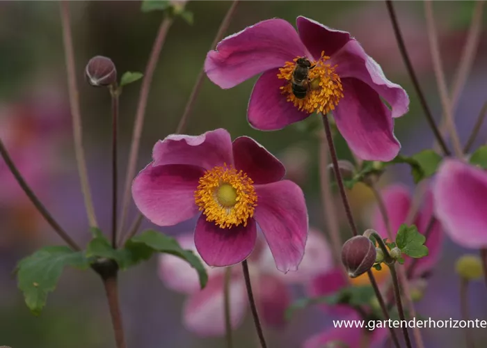 Japan-Herbst-Anemone 'Splendens' Japan-Herbst-Anemone 'Splendens'