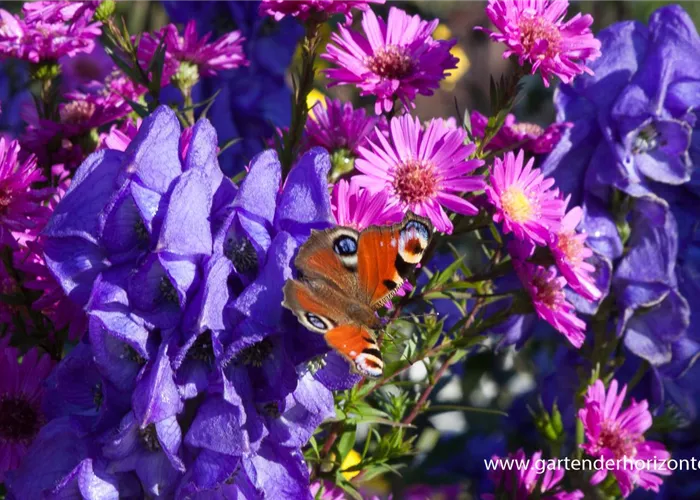 Hoher Herbst-Eisenhut Hoher Herbst-Eisenhut