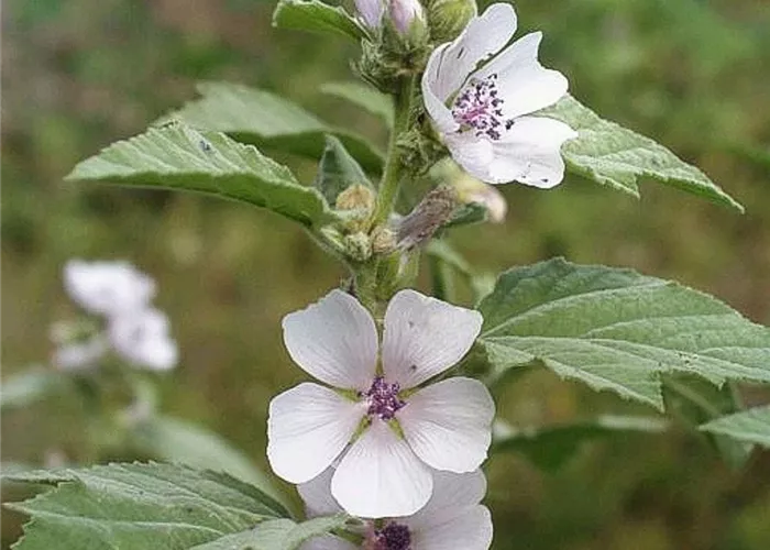 Echter Apotheker-Eibisch Echter Apotheker-Eibisch