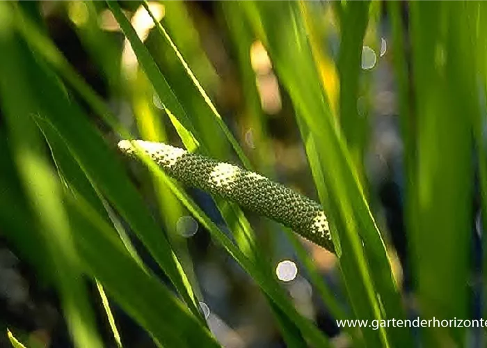 Kolbenblütiger Kalmus Kolbenblütiger Kalmus