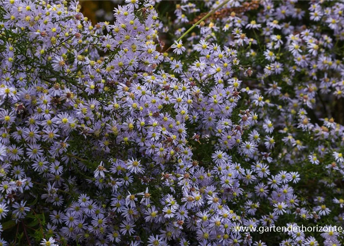 Garten-Schleier-Aster 'Photograph'