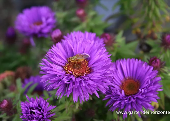Garten-Raublatt-Aster 'Purple Dome' Garten-Raublatt-Aster 'Purple Dome'