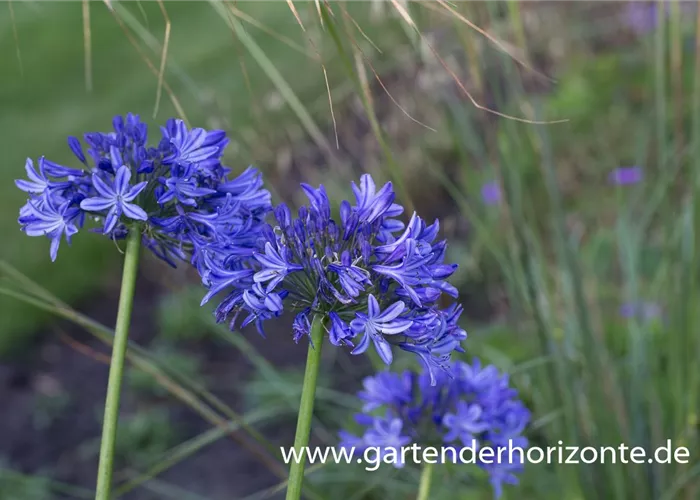 Schmucklilie 'Peter Pan' Schmucklilie 'Peter Pan'