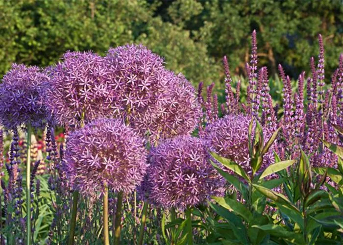 Riesenlauch Riesenlauch