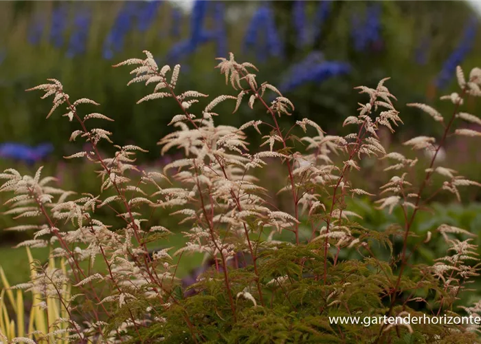 Wald Geißbart 'Woldemar Meier'