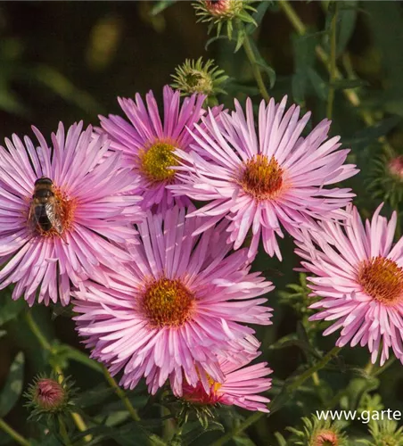 Garten-Raublatt-Aster 'Rosa Sieger' Garten-Raublatt-Aster 'Rosa Sieger'