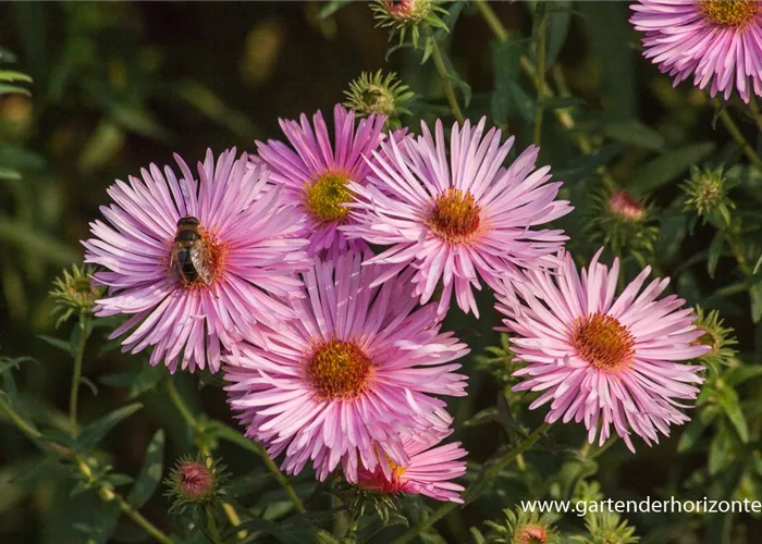 Garten-Raublatt-Aster 'Rosa Sieger' Garten-Raublatt-Aster 'Rosa Sieger'