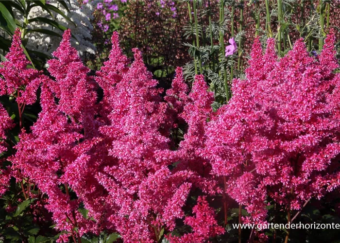 Garten-Prachtspiere 'Bonn' Garten-Prachtspiere 'Bonn'