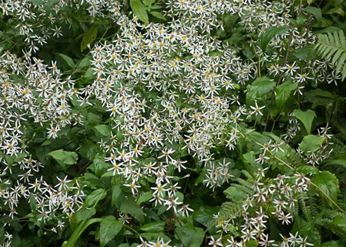 Sperrige Aster Sperrige Aster