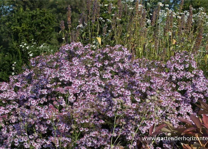 Waagerechte Garten-Aster 'Coombe Fishacre' Waagerechte Garten-Aster 'Coombe Fishacre'