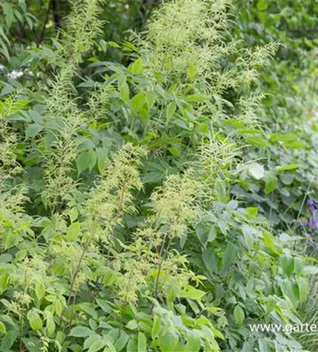 Hoher Wald-Geißbart Hoher Wald-Geißbart