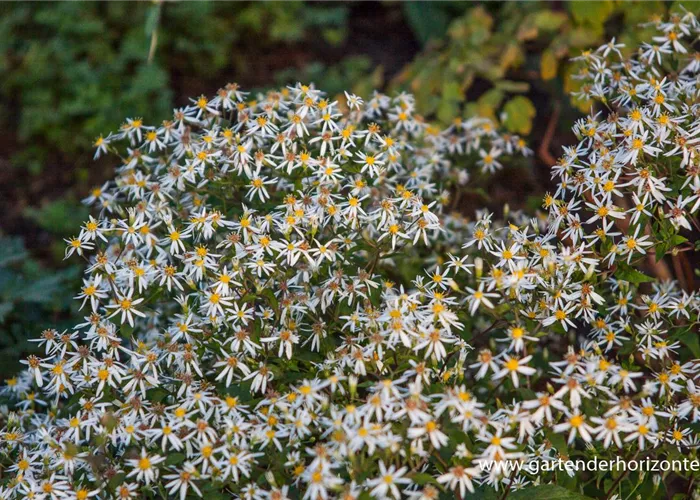 Sperrige Aster Sperrige Aster