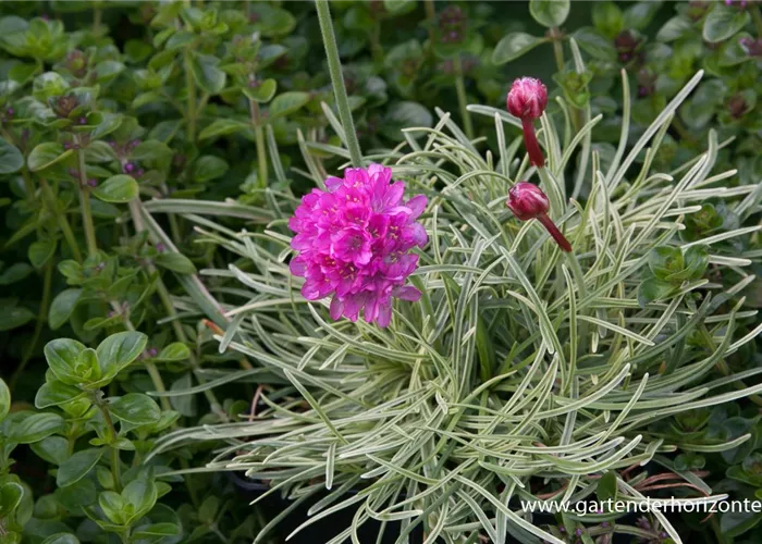 Garten-Grasnelke 'Nifty Thrifty' Garten-Grasnelke 'Nifty Thrifty'