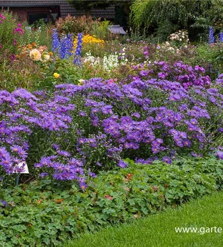 Garten-Sommer-Aster 'Blue King' Garten-Sommer-Aster 'Blue King'