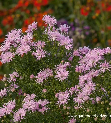 Garten-Glattblatt-Aster 'Rosenquarz' Garten-Glattblatt-Aster 'Rosenquarz'