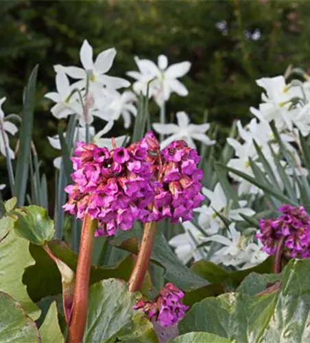 Bergenia cordifolia 'Rotblum'