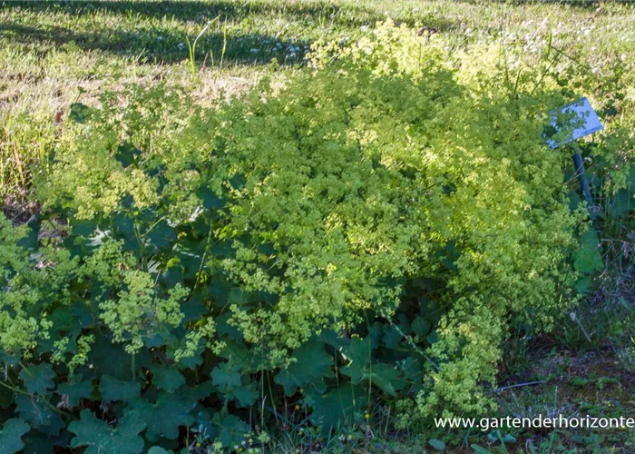 Kahler Frauenmantel Kahler Frauenmantel