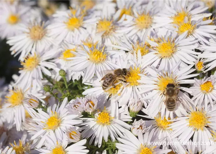 Garten-Kissen-Aster 'Apollo'