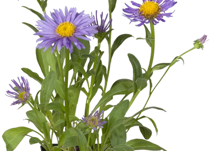 Sommer-Aster Sommer-Aster