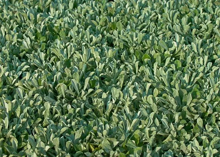 Gewöhnliches Katzenpfötchen Gewöhnliches Katzenpfötchen