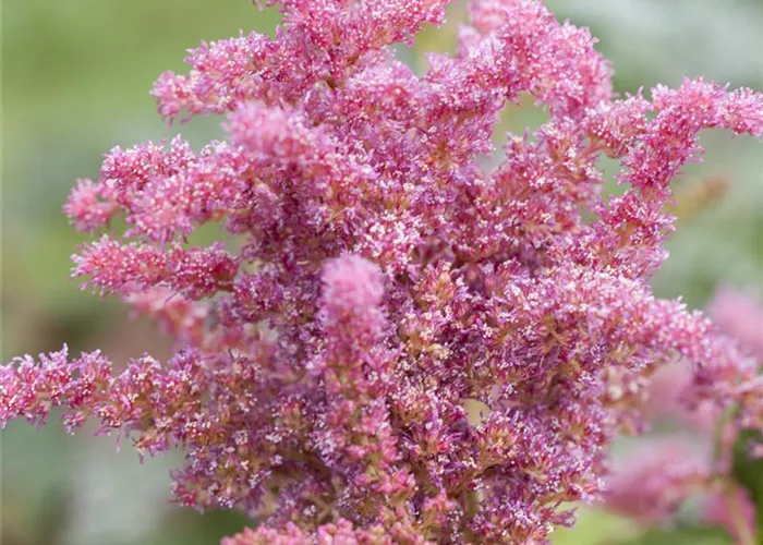 Astilbe 'Younique Cerise' -R- Astilbe 'Younique Cerise' -R-